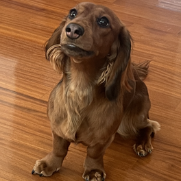 Host profile image
